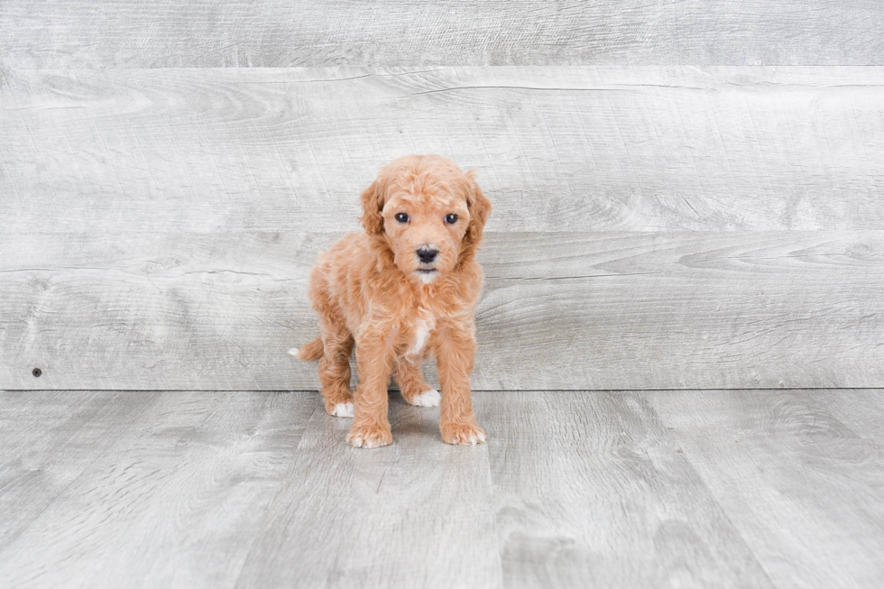 Mini Goldendoodle Pup Being Cute