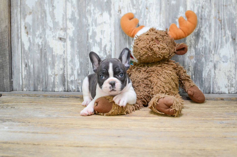 Popular French Bulldog Purebred Pup