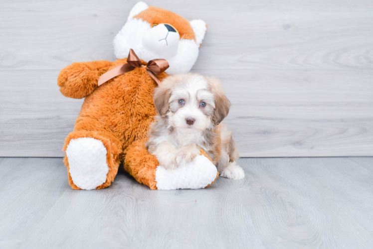 Cute Mini Bernedoodle Baby