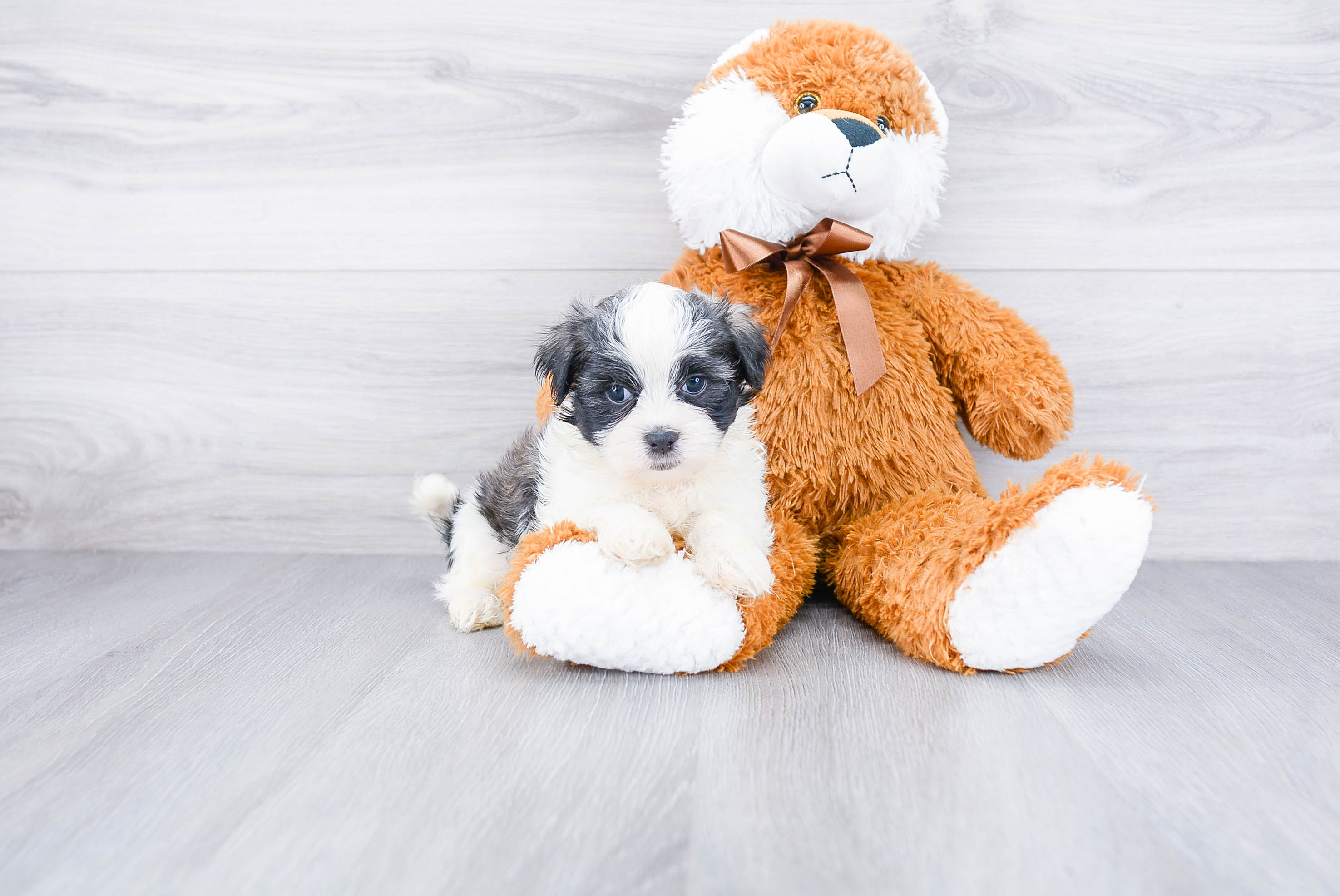 Teddy Bear Puppy for Adoption