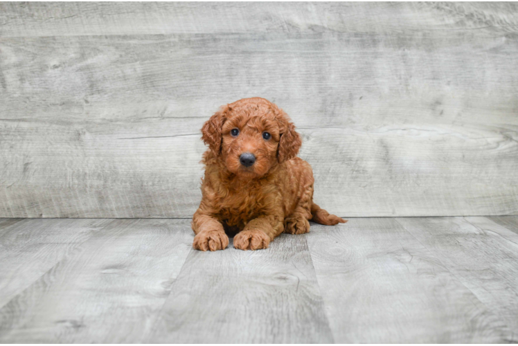 Mini Goldendoodle Pup Being Cute