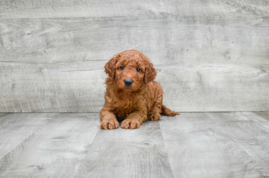 Mini Goldendoodle Pup Being Cute