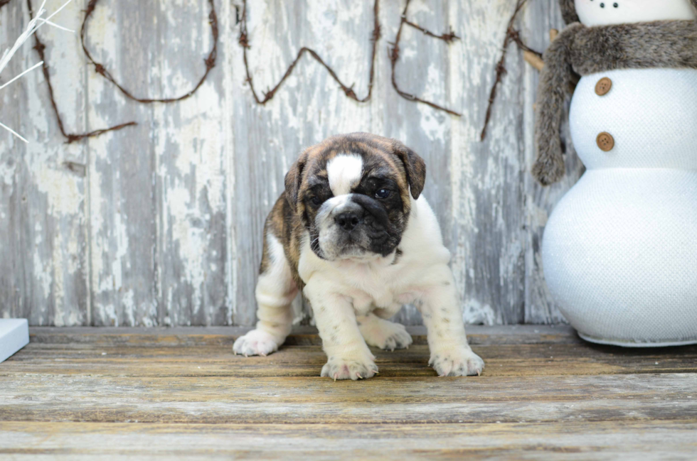 English Bulldog Puppy for Adoption