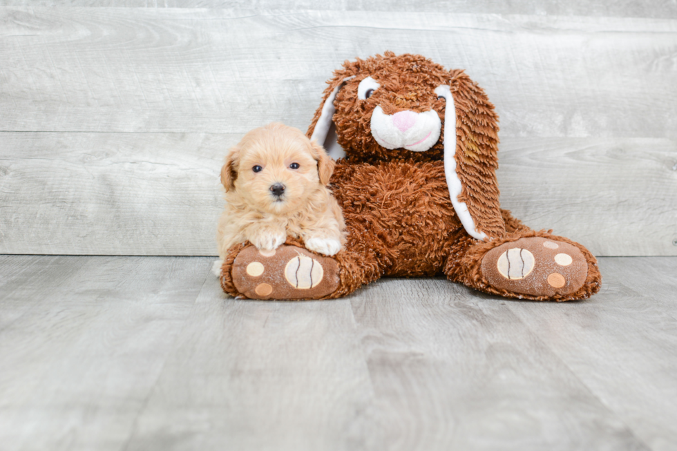 Maltipoo Puppy for Adoption