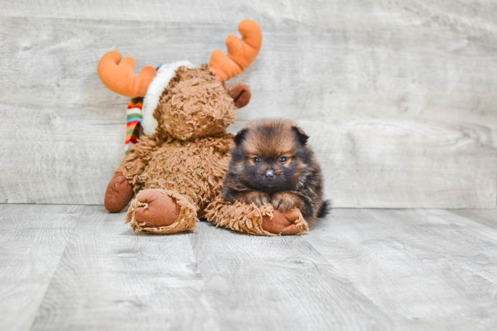 Hypoallergenic Pomeranian Baby