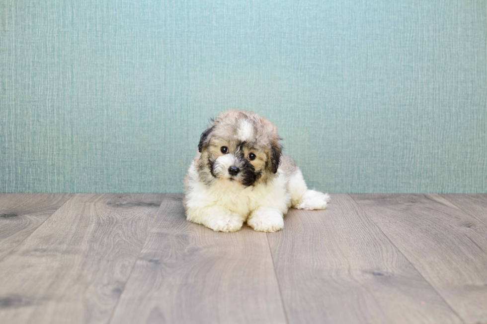 Adorable Havanese Purebred Puppy