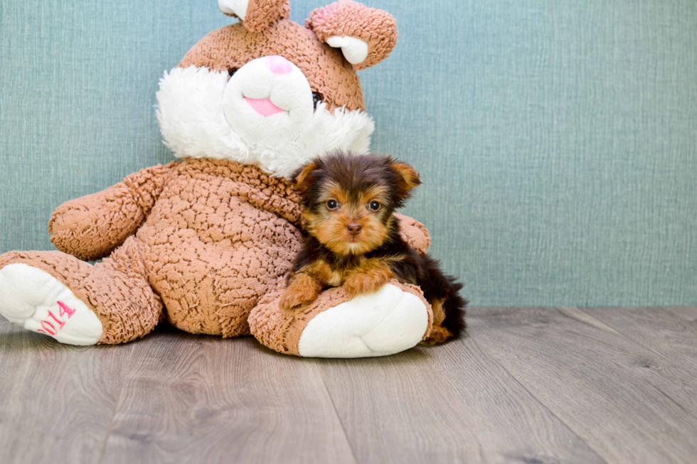 Meet Micah - our Yorkshire Terrier Puppy Photo 