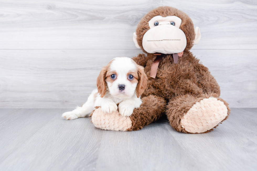 Small Cavalier King Charles Spaniel Baby