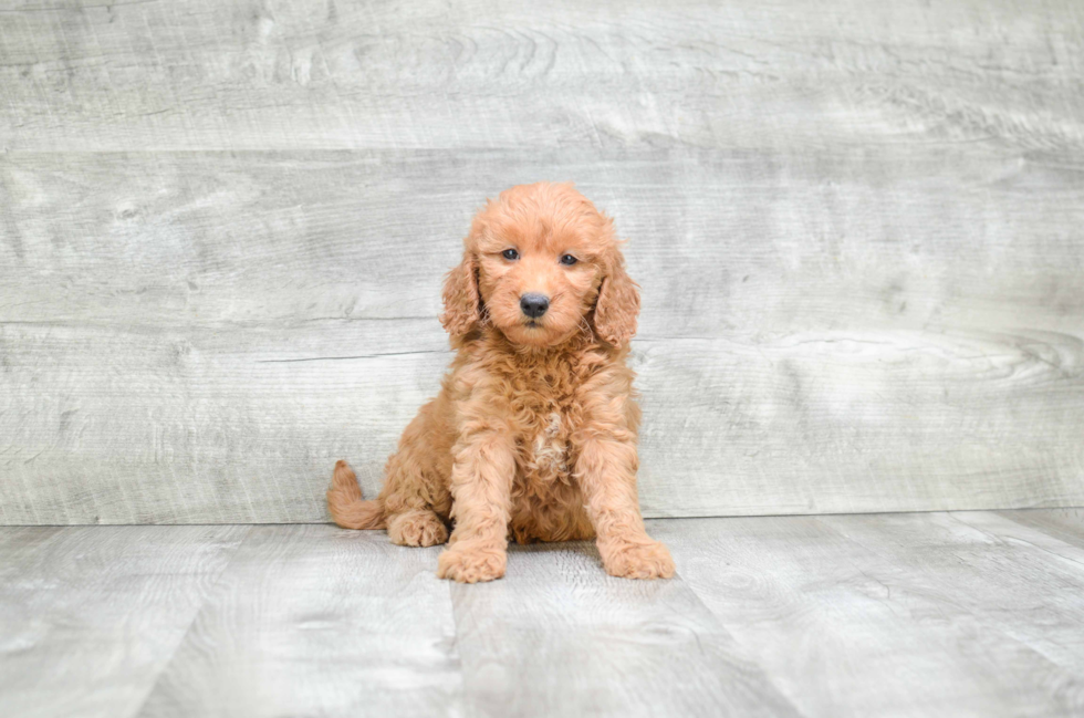 Mini Goldendoodle Puppy for Adoption