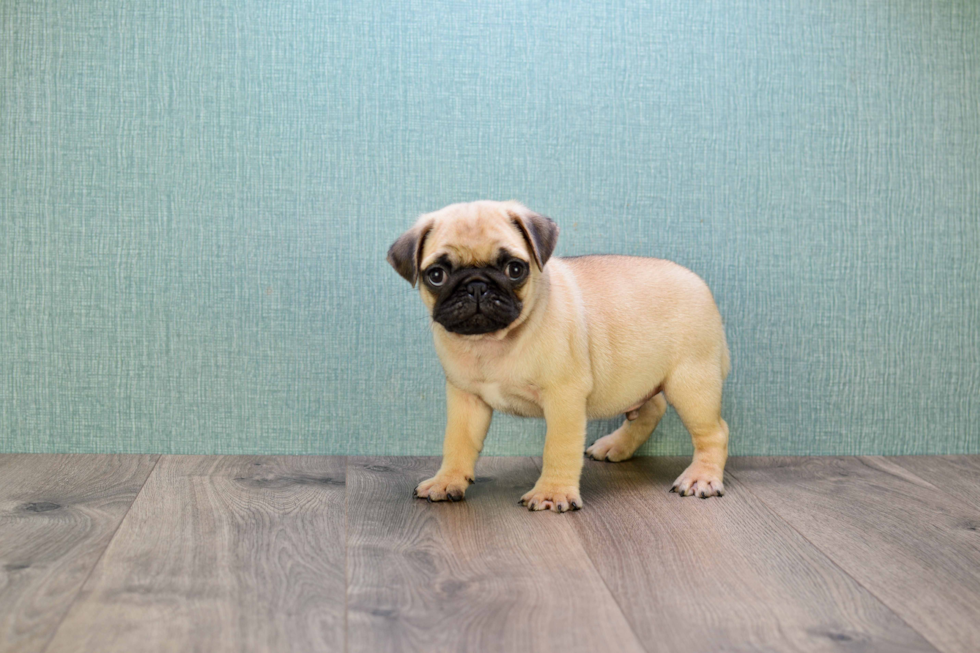 Small Pug Purebred Pup