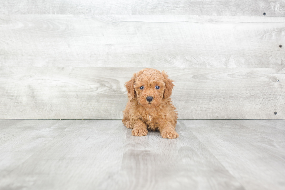 Funny Poodle Purebred Pup