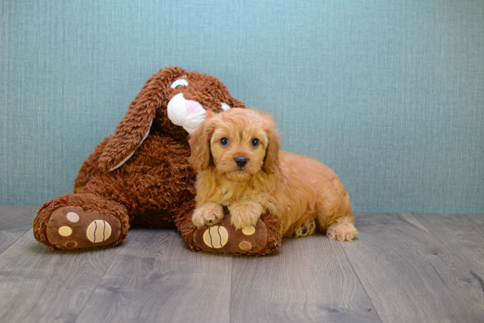 Adorable Cavoodle Poodle Mix Puppy