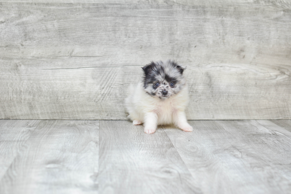 Pomeranian Puppy for Adoption