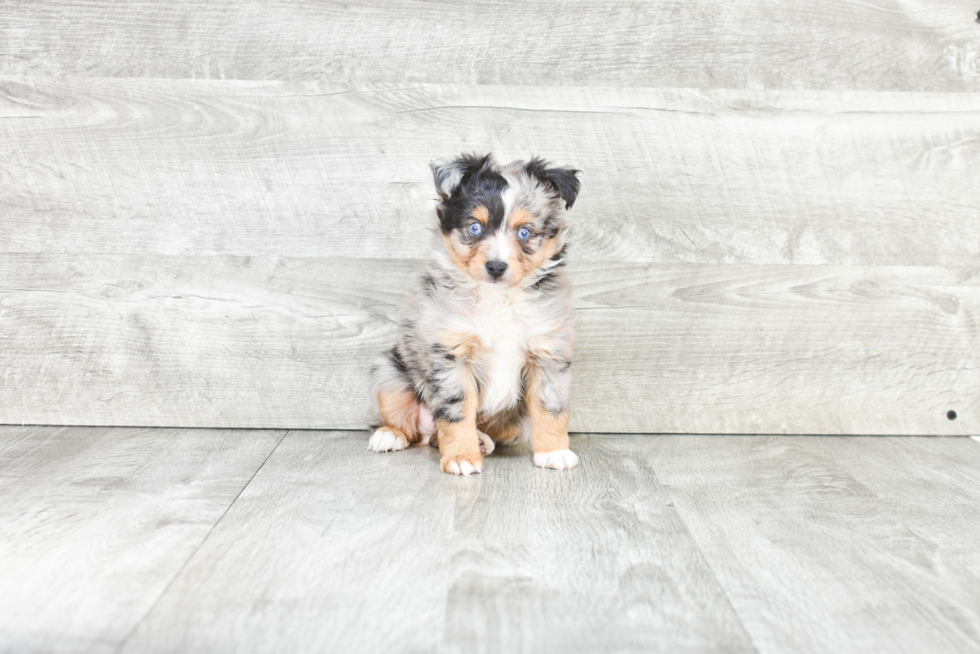 Hypoallergenic Aussiepoo Poodle Mix Puppy