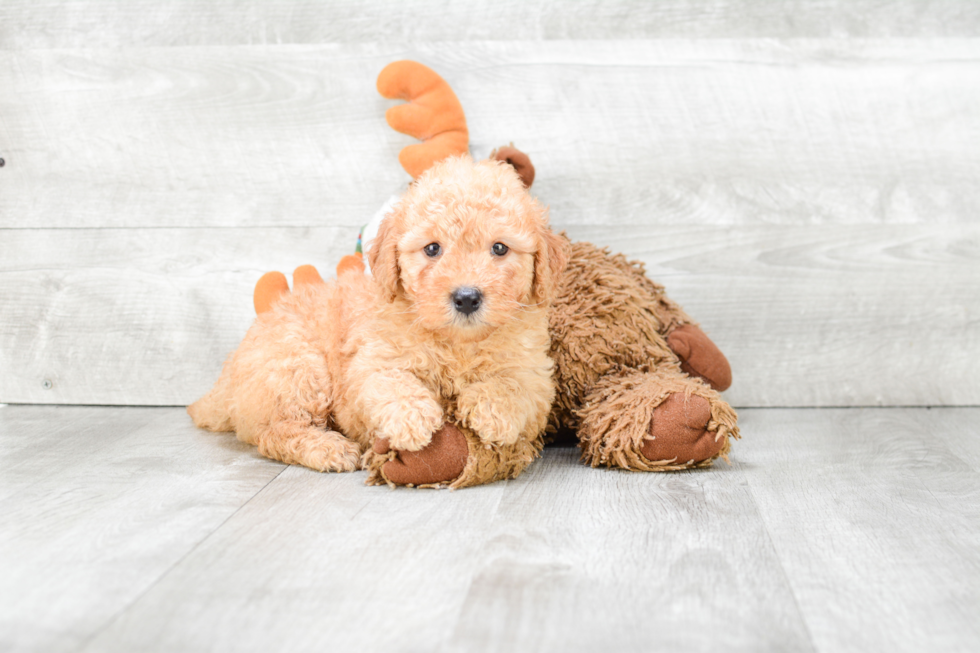 Mini Goldendoodle Puppy for Adoption