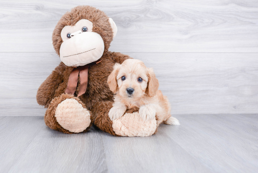 Little Cavoodle Poodle Mix Puppy