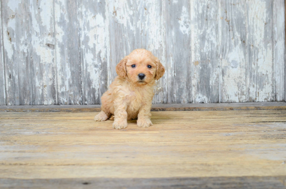 Fluffy Mini Goldendoodle Poodle Mix Pup