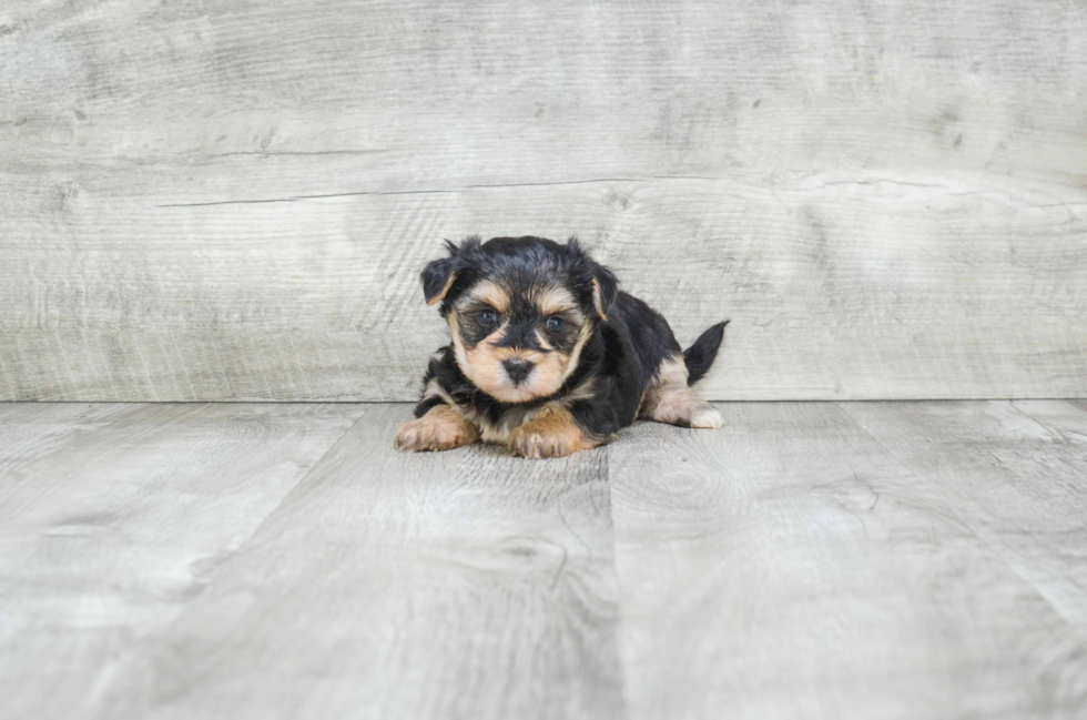 Morkie Puppy for Adoption