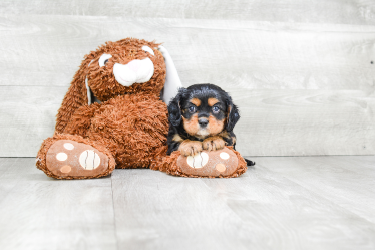 Popular Cavalier King Charles Spaniel Purebred Pup