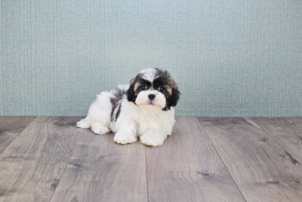 Happy Havanese Purebred Puppy