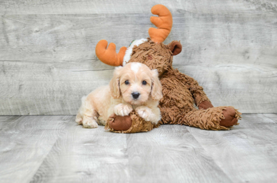 Funny Cavapoo Poodle Mix Pup