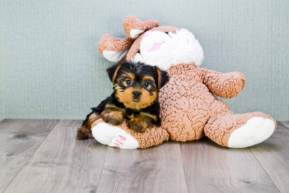 Meet Snickers - our Yorkshire Terrier Puppy Photo 