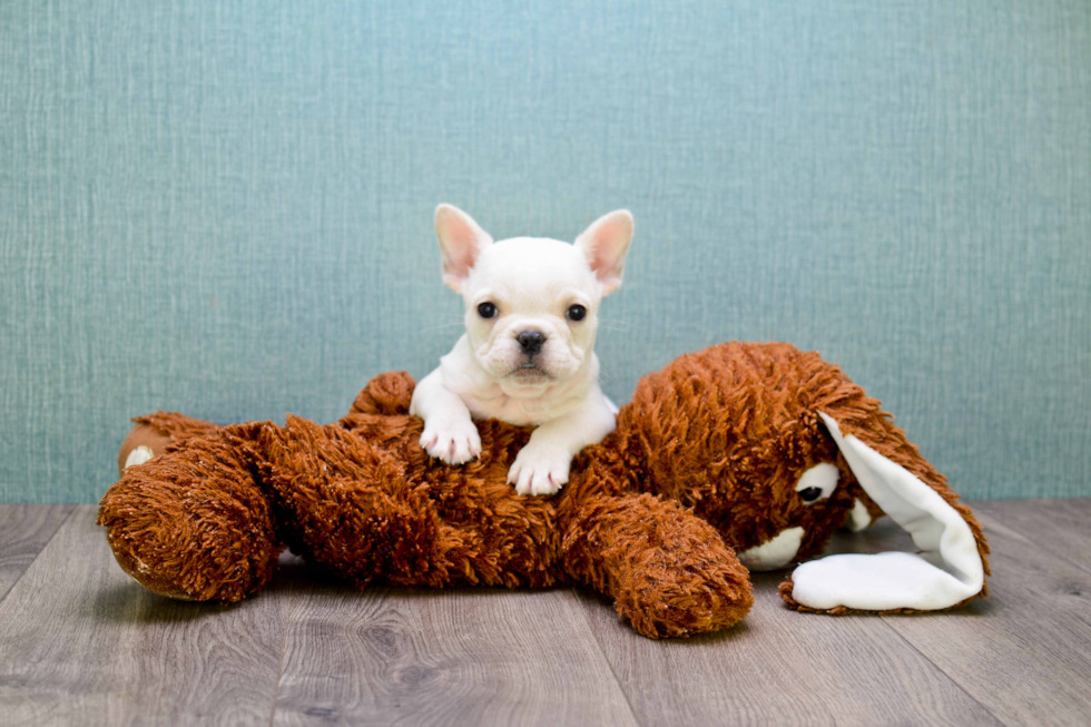 Best French Bulldog Baby