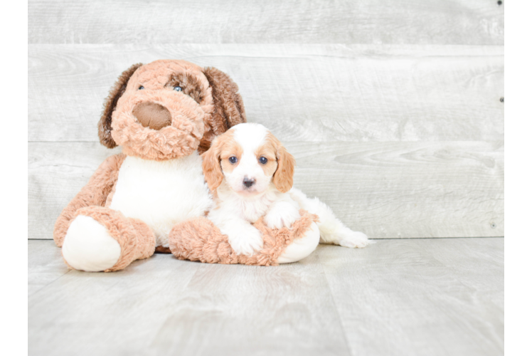 Playful Cavoodle Poodle Mix Puppy