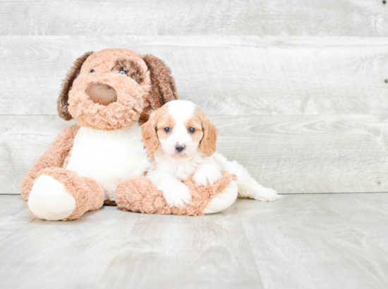 Playful Cavoodle Poodle Mix Puppy