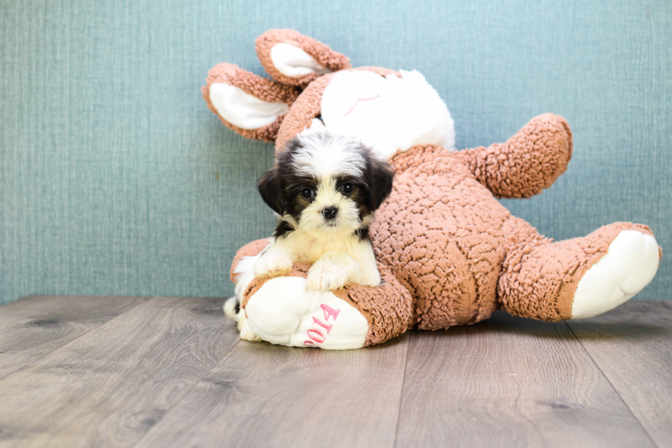 Fluffy Teddy Bear Designer Pup