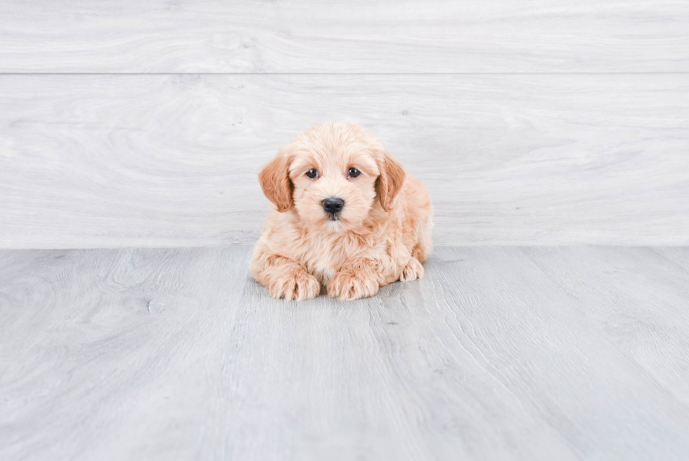 Mini Goldendoodle Pup Being Cute