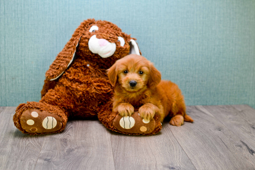 Mini Goldendoodle Puppy for Adoption