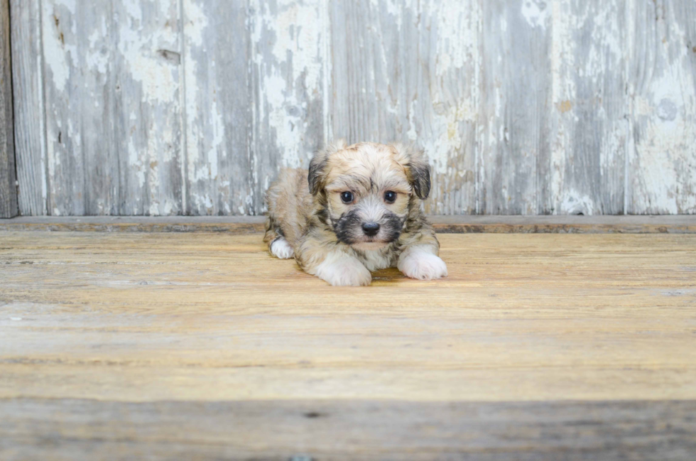 Sweet Morkie Baby