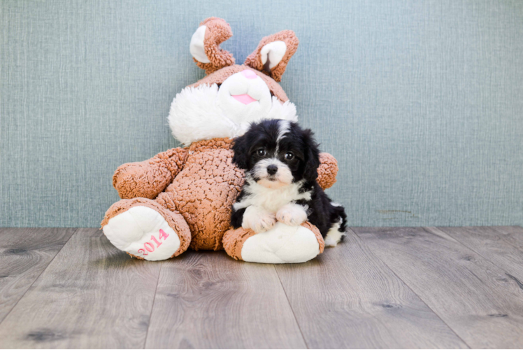 Popular Cavapoo Poodle Mix Pup