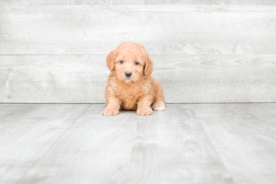 Playful Golden Retriever Poodle Mix Puppy