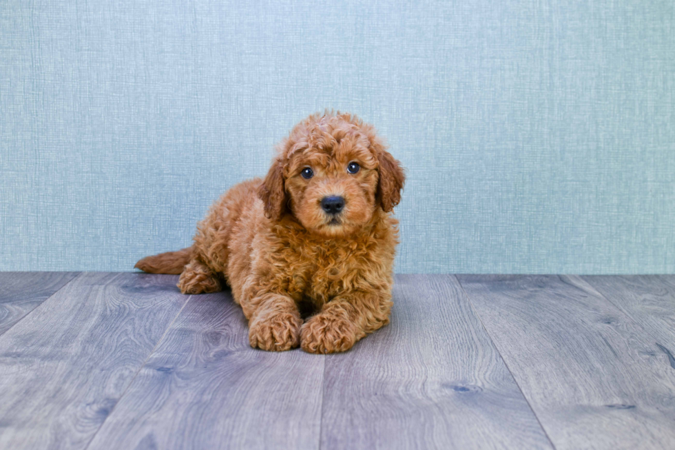 Best Mini Goldendoodle Baby