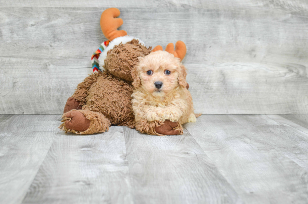 Best Cavapoo Baby