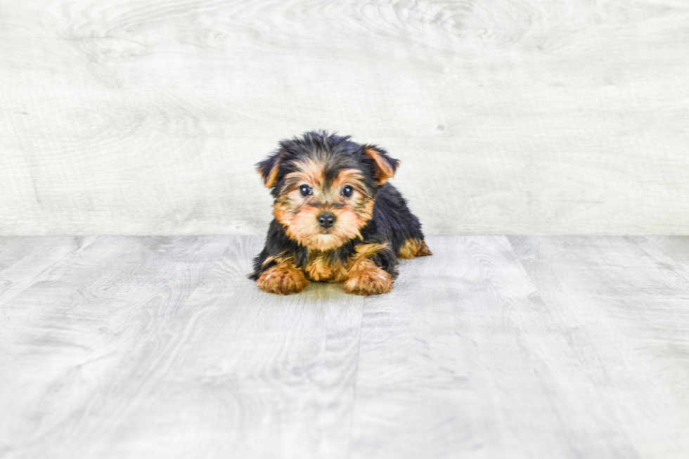 Meet Izzie - our Yorkshire Terrier Puppy Photo 