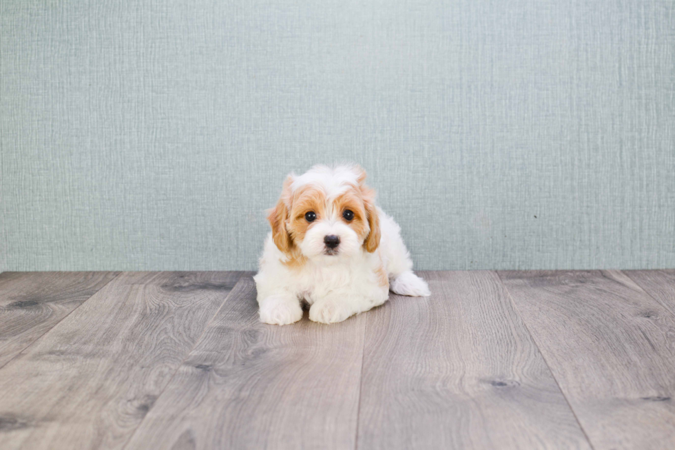 Cavapoo Pup Being Cute