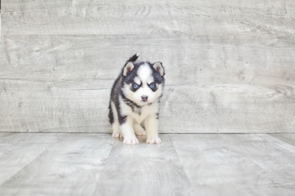 Pomsky Pup Being Cute