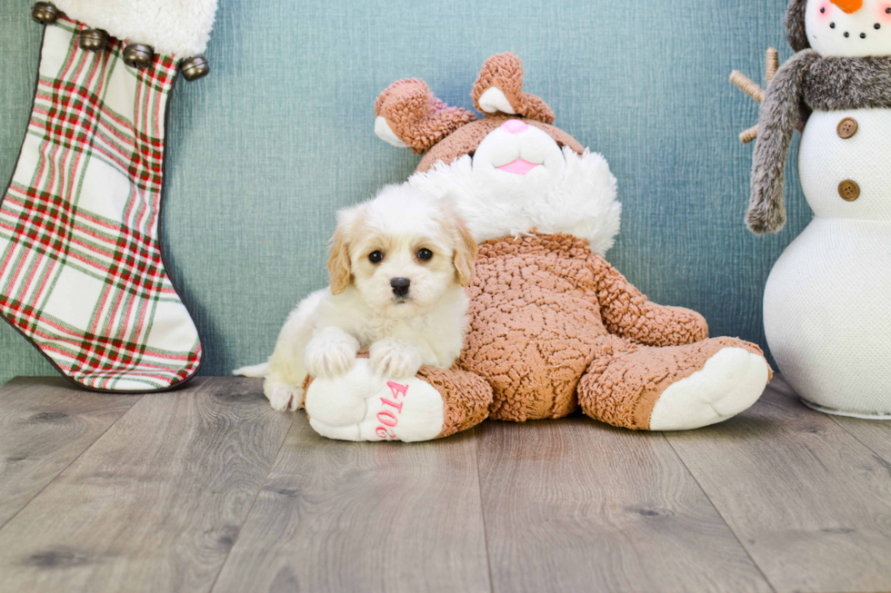 Cavachon Pup Being Cute