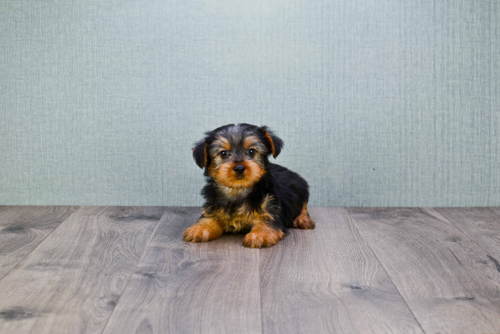 Meet Snickers - our Yorkshire Terrier Puppy Photo 