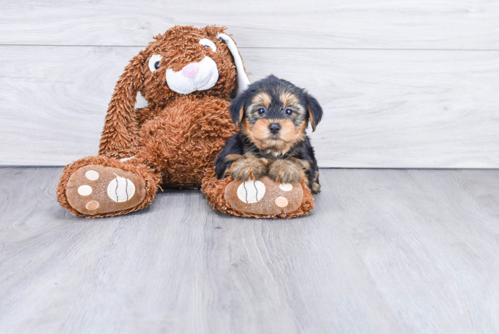 Meet Izzie - our Yorkshire Terrier Puppy Photo 