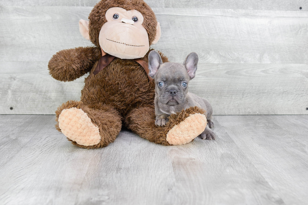 Small French Bulldog Baby