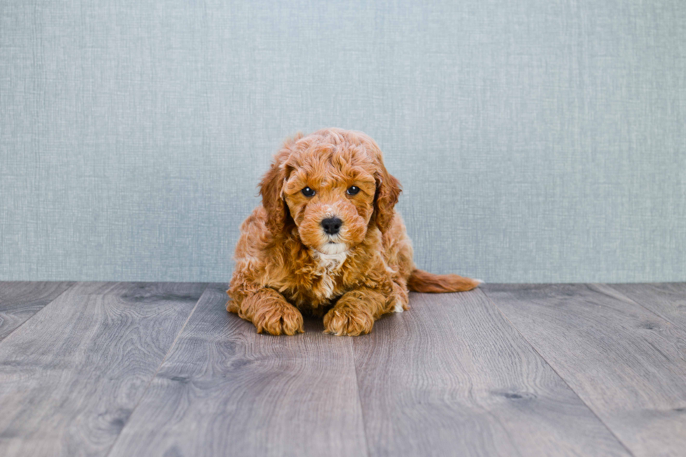 Sweet Mini Goldendoodle Baby