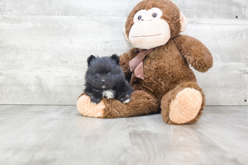 Funny Pomeranian Purebred Pup