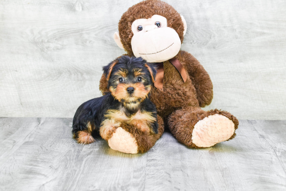 Meet Lacie - our Yorkshire Terrier Puppy Photo 