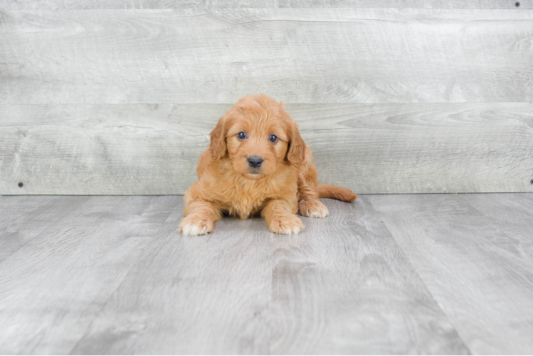 Mini Goldendoodle Pup Being Cute