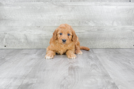 Mini Goldendoodle Pup Being Cute