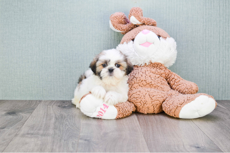 Petite Teddy Bear Designer Pup